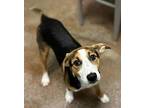 Carrie Catahoula Leopard Dog Puppy Female