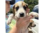 Margaret Anne Grace Hound (Unknown Type) Puppy Female