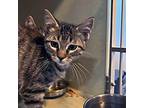 Lexa Domestic Shorthair Kitten Female
