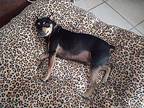 Mateo Miniature Pinscher Adult Male