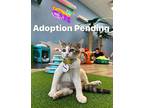 Baconator Domestic Shorthair Kitten Female