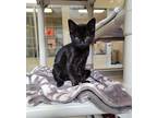 Ebony Domestic Mediumhair Kitten Male
