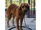 Gabby English Shepherd Young Female