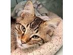 Dave Domestic Mediumhair Kitten Male
