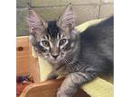 Mule Domestic Mediumhair Kitten Male