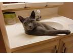 Brat Domestic Shorthair Adult Male