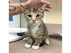 Lemonade Domestic Shorthair Kitten Female