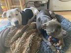 Garth American Pit Bull Terrier Adult Male