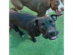 BACONATOR* Boxer Adult Female