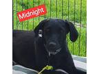 Midnight Labrador Retriever Young Female