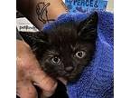 Godiva Domestic Shorthair Kitten Female
