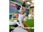 Betty Boop Domestic Shorthair Kitten Female