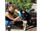 Bandit* German Shepherd Dog Adult Male