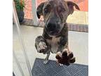 Brenden Great Dane Puppy Male