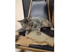 Adopt Belle a Domestic Shorthair / Mixed (short coat) cat in Coshocton
