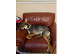 Adopt Dusty a Tricolor (Tan/Brown & Black & White) Shepherd (Unknown Type) /