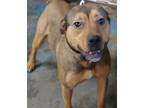 Adopt Georgia a Brown/Chocolate - with White Shepherd (Unknown Type) / Mixed dog