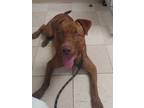 Adopt Sophie a Red/Golden/Orange/Chestnut - with White Labrador Retriever /