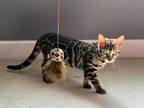 Rosette Female Bengal