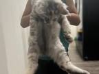 Maine Coons