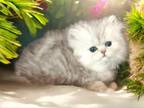 Oceanpurrz Silver Persians