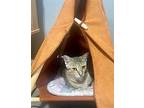 Alice, American Shorthair For Adoption In Oakland Park, Florida