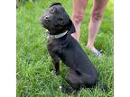 Max, American Staffordshire Terrier For Adoption In Rockford, Michigan