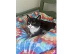 Kahlua, Domestic Shorthair For Adoption In Bluefield, West Virginia
