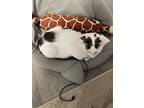 Karl, Domestic Shorthair For Adoption In Bluefield, West Virginia