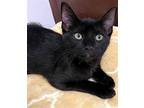 Kitten Zahara, Domestic Shorthair For Adoption In Seal Beach, California