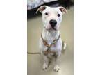 Bo Jackson, American Pit Bull Terrier For Adoption In Sullivan, Indiana
