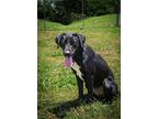 Justine, Terrier (unknown Type, Medium) For Adoption In Abbeville, Louisiana
