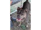 Crystal, Terrier (unknown Type, Medium) For Adoption In Abbeville, Louisiana