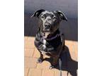 Shawnee, Labrador Retriever For Adoption In Cottonwood, Arizona