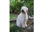 Karin, Wheaten Terrier For Adoption In North Miami, Florida