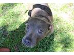 Mary, Terrier (unknown Type, Medium) For Adoption In Abbeville, Louisiana