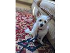 Astor, Westie, West Highland White Terrier For Adoption In Davis, California