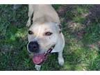 Rose, Terrier (unknown Type, Medium) For Adoption In Abbeville, Louisiana