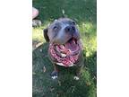 Big Boy, Terrier (unknown Type, Medium) For Adoption In Abbeville, Louisiana