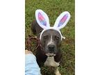Dorothy, Terrier (unknown Type, Medium) For Adoption In Abbeville, Louisiana