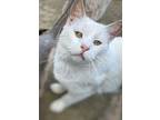 Hedwig, Domestic Shorthair For Adoption In Nashville, Georgia