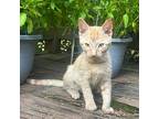 Tangi, Domestic Shorthair For Adoption In Nashville, Georgia