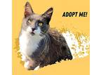 Saanvi, Domestic Longhair For Adoption In Nashville, Georgia