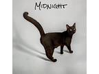 Midnight, Domestic Shorthair For Adoption In Nashville, Georgia