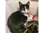 Robert Bruce, Turkish Van For Adoption In Knoxville, Tennessee
