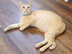 Curry, Domestic Shorthair For Adoption In Nashville, Georgia