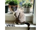Uriel, Domestic Shorthair For Adoption In Nashville, Georgia