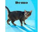 Demo, Domestic Shorthair For Adoption In Nashville, Georgia