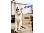 Jocelyn, Siamese For Adoption In Nashville, Georgia