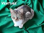 Venture, Domestic Shorthair For Adoption In Nashville, Georgia